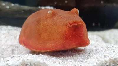 Our derpy fish named Tater