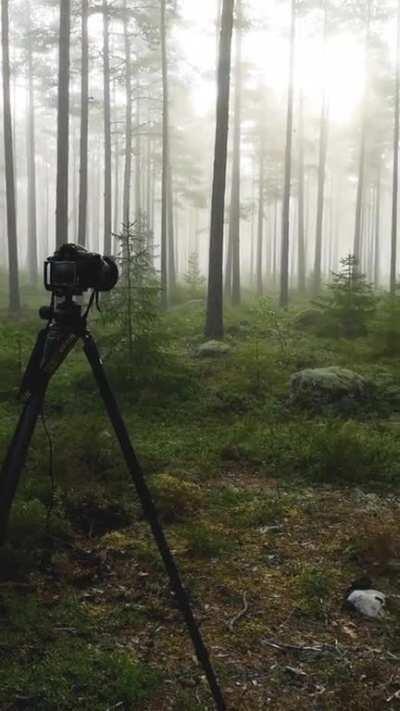 Magisk stämning i en skog utanför Nynäshamn igår morse.