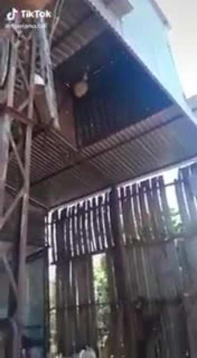 How to get rid of wasp nest