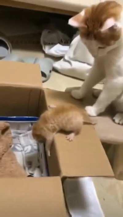 Momma Cat Doesn't Have Time For This