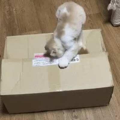 How the Purrian mafia handles disrespect.