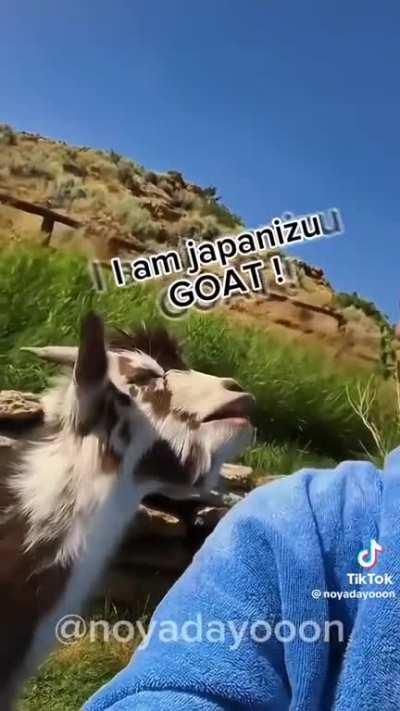 Cute japanese goat