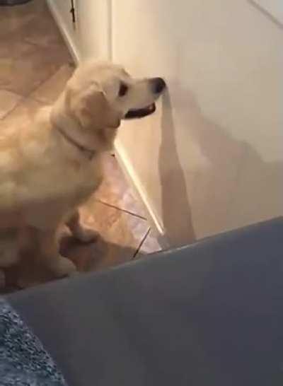 From u/dlecontfghgfh | Good thing he’s cute.