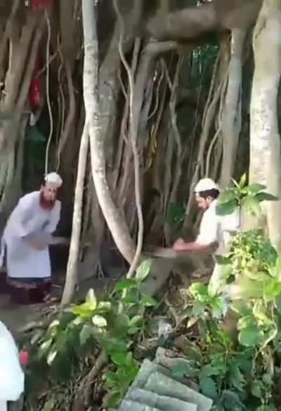 200-year-old banyan tree felled in Bangladesh over religious concerns