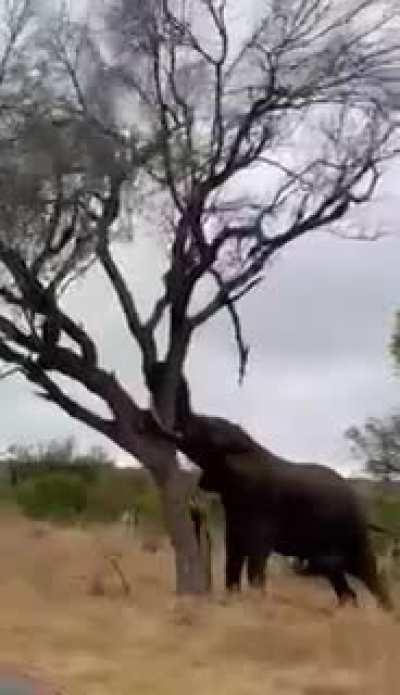 Lets put this tree in the way!