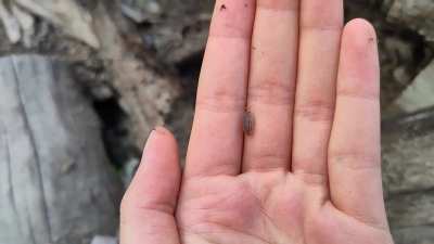 Little guy i found in the backyard :)