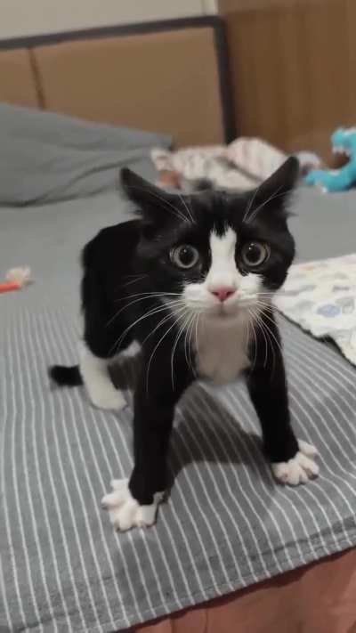 evil fucked up lunkitten