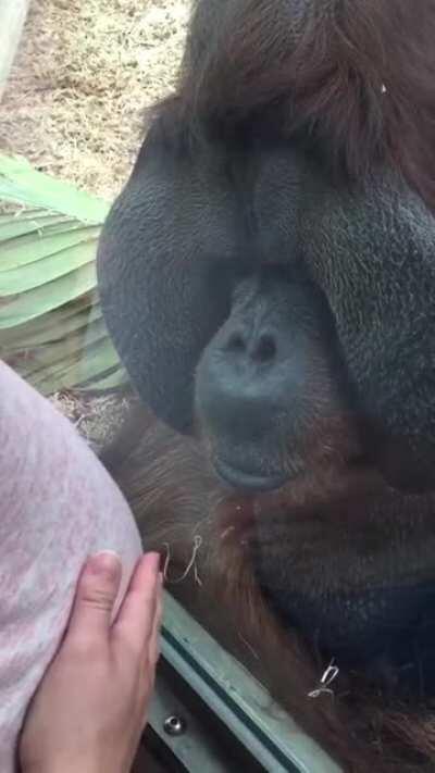 Orangatan gives baby his blessing