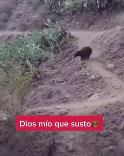 Close encounter with a Bear