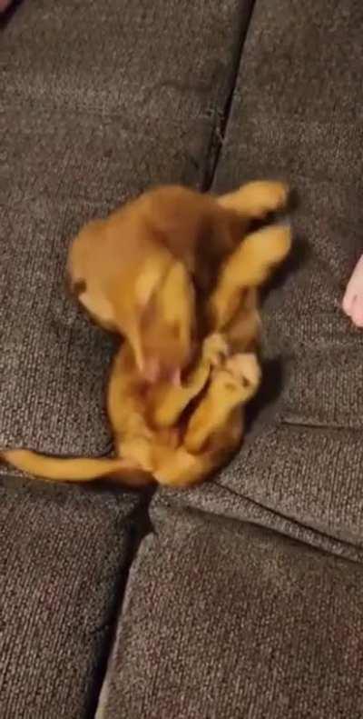 Puppy disappears into the vortex