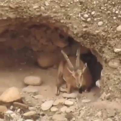 🔥 Breathtaking habitat of the ibex 🔥