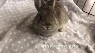 Smol Floof found guilty of being distractingly adorable (Video in the comments)