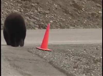 Alaskan bear corrects a fallen roadside cone