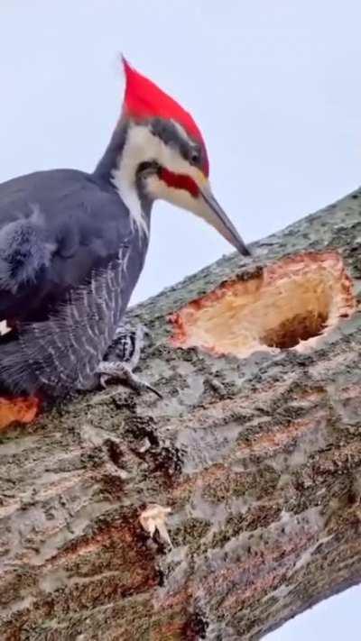 Woodpecker in slow motion