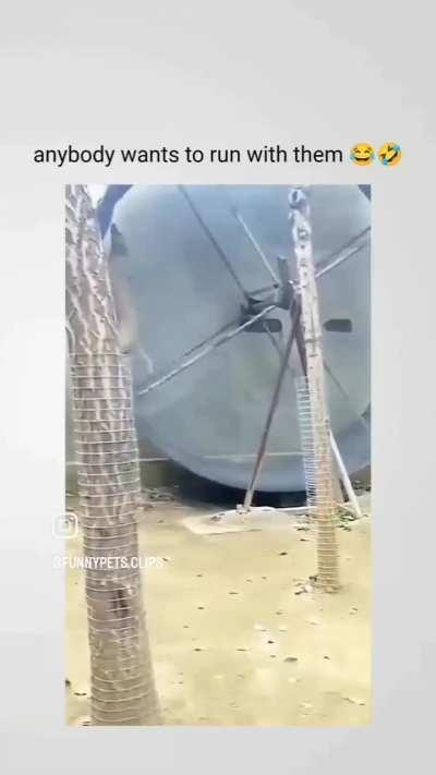 How funny it is 😂