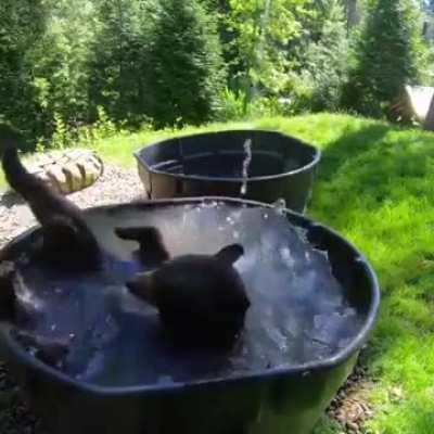 Bear enjoying Jacuzzi in the garden tub..