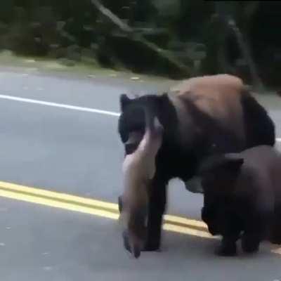 🔥 Parent and cub on their way back after a successful huge catch