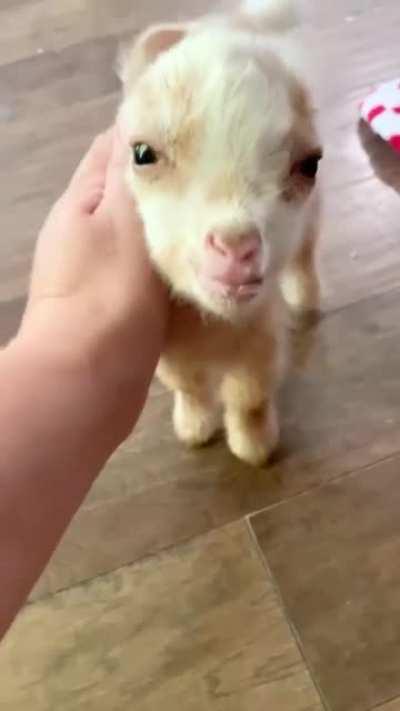 Tiny Goat