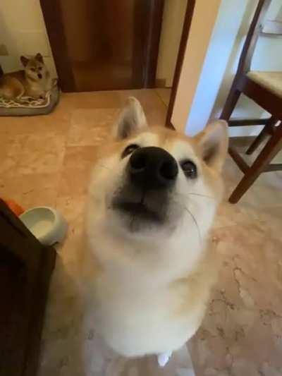 vIcIoUs PrEdAtOr fUcKiNg mAuLs WiLdLiFe pHoToGrApHeR