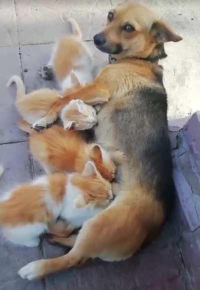 Puppy, what are you doing there puppy