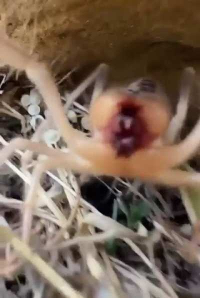 Didn't know spiders could do that