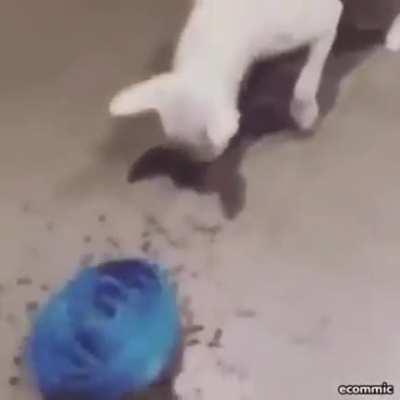 To make dogs eat slower.