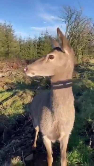 Не стреляй - погладь.