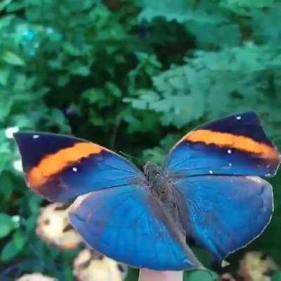 🔥 The Indian Leaf Butterfly (Kallima paralekta) showcases astonishing mimicry and hidden beauty. Its wings cleverly resemble a dead leaf when closed, providing effective camouflage against predators. 🦋🍃