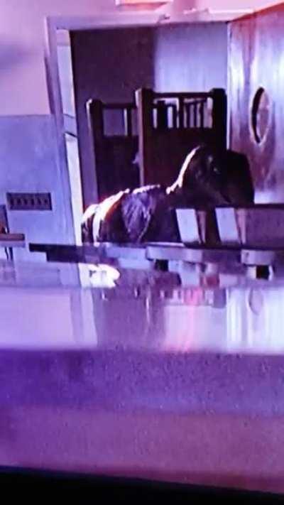 In Jurassic Park(1993), there is a scene where the raptor opens the door to the kitchen and you can spot an operator grab the raptor's tail.