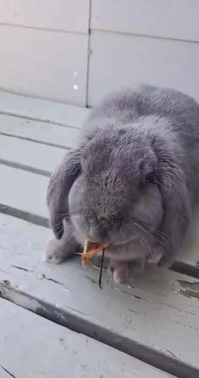 Willy loves eating maple leaves!