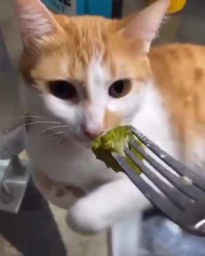 Cat hates the smell of broccoli