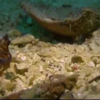 Happy Flatworm Friday!!