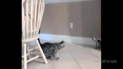 Startled Cats Compilation