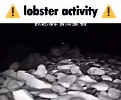 Lobster activity -🗿