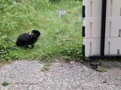 Have you spoken to your buns about the dangers of reckless zoomies?