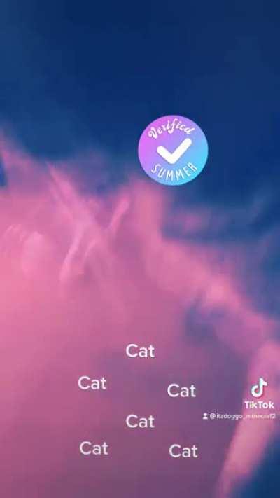 CATS VOTING FOR IOE BUDEN