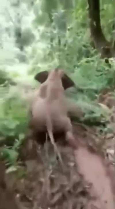 🔥 Young elephant goes into four-wheel drive and fully sends it down the hill