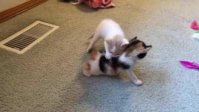 Cat fight!