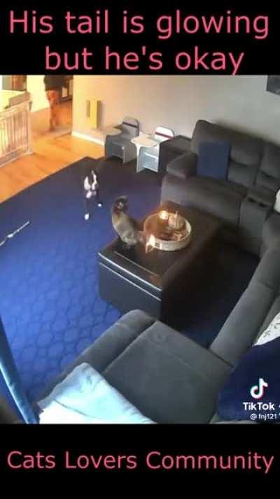 Fyera the Feline of Hell Flames