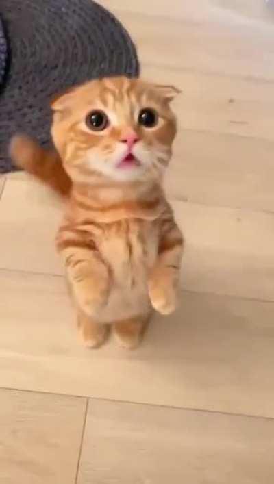 “Plz pay attention to me”