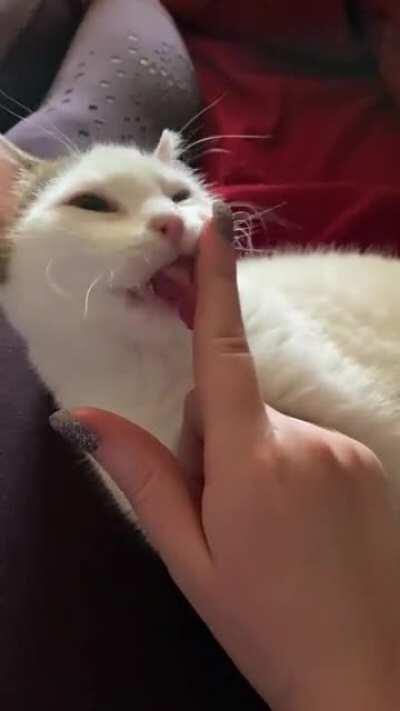 This dork Toast insists on giving my hands a thorough tongue-bath daily