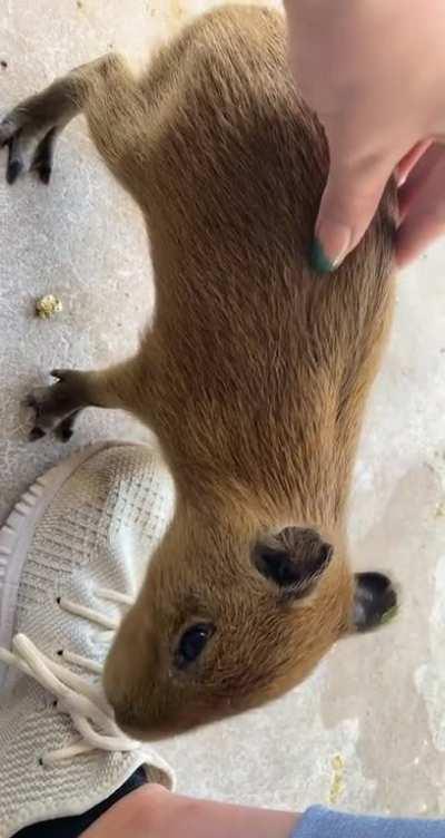 Baby capy hungry for shoestrings