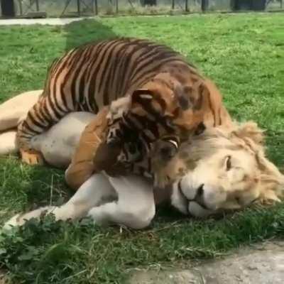 Теперь я король джунглей