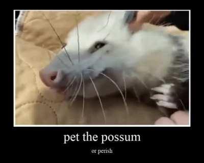 Pet the possum >:)