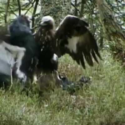 When you bring talons to a beak fight