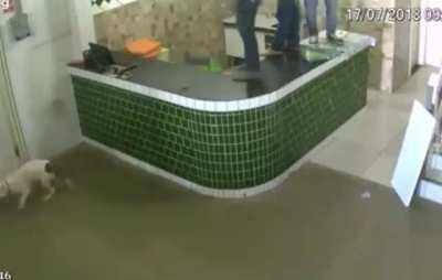 A ferocious creature enters the room