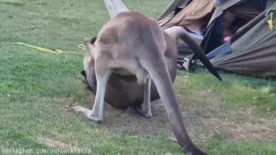 Fighting kangaroos crash into tent containing four sleeping children