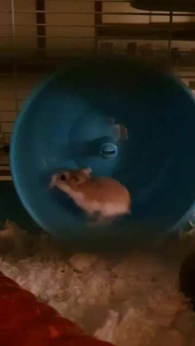 Baby Miso goes brrrrrr