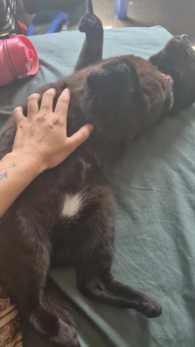 void that loves stomach pats