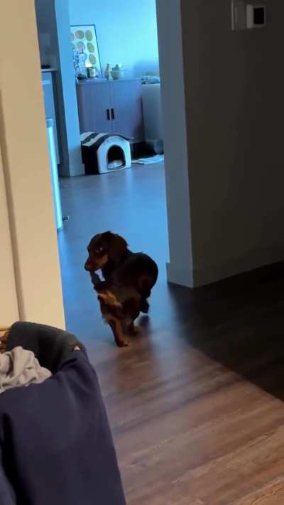 When I finally managed to catch my tail